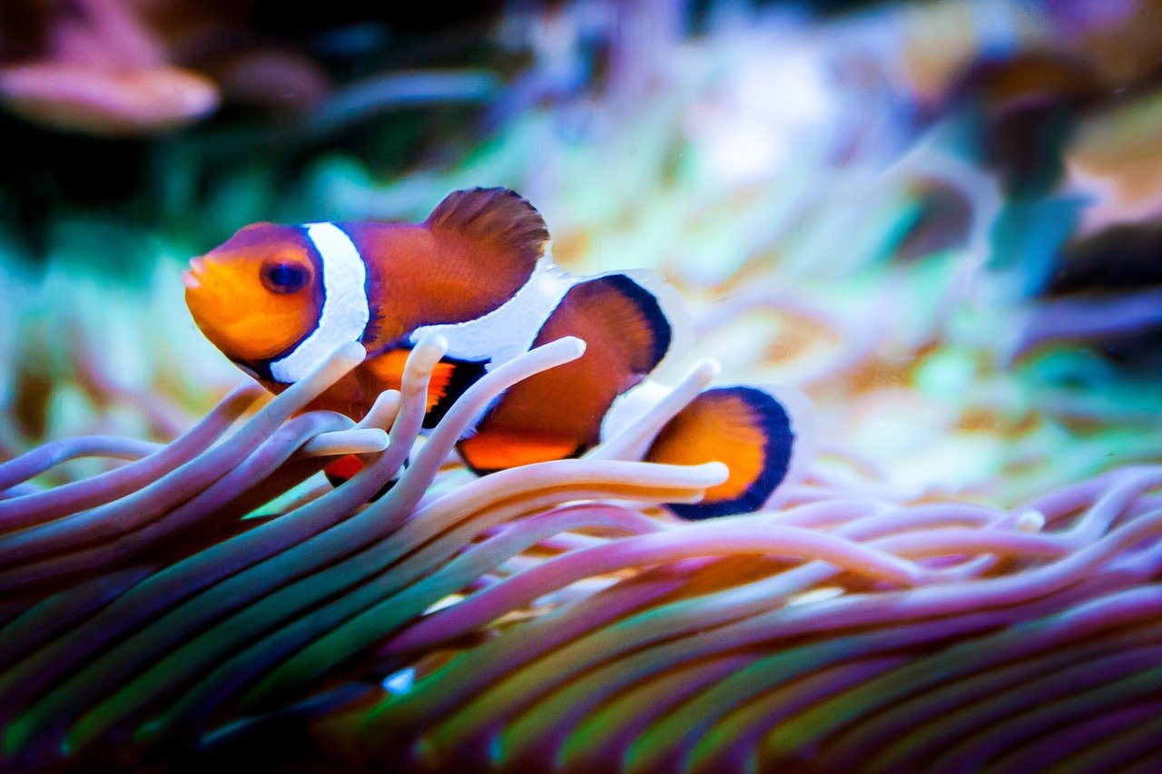 Les avantages de garder un aquarium, la science et le Feng Shui derrière